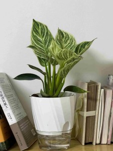 Kwietnik Hydroponiczny Samonawadniający – Przezroczysta Doniczka Dwuwarstwowa na Biurko – Zestaw do Uprawy Roślin